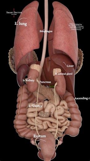Smart Doctor on Instagram: "Your Inner Organs (3D Tour) 🔥 - - Step inside the human body with a clean 3D anatomy tour that shows how your major organs are positioned and connected from the chest down to the pelvis. In this video, you’ll see the lungs and the esophagus pathway, then move down to the liver and pancreas, followed by the kidneys with the adrenal glands on top, and the ureters running toward the bladder region. We also trace the large intestine layout, including the ascending colon,