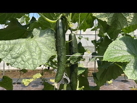 Important tasks required to harvest 100 cucumbers from one plant (how to create the essential str...