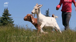 These goats survived a high speed police chase but now get to live peacefully with many more amigos at Barn Sanctuary. #SavedbytheBarn is all new tonight at 9P on Animal Planet. | Animal Planet