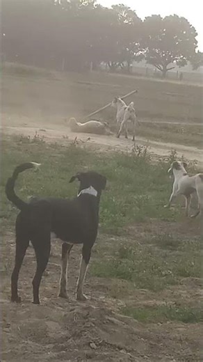 dadiji calling foxy k Puppy ko #dogfriendship #doglove #doglove #straydog #streetdog #dogcare