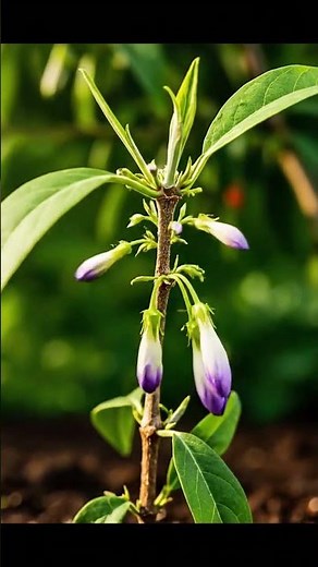 Goji Berry Plant Growth Timelapse | Seed to Plant in Seconds