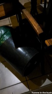 Honey badger don't care and they love to "terrorize" some of the camps in Kruger. I love to stay at Orpen Camp as they are a bit of problem there. This year we didn't see any at the camp, but 2 years ago we did see them at the camp 2 of the 4 nights that we stayed there. One came to check our bin while another was inspecting kitchen cabinets in the accomodation next to ours. I got a little footage of them that I thought was fun to share Honey badgers are one of Africa's most ferocious animals. I