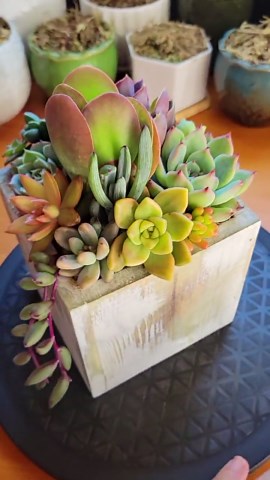 Wooden box succulent arrangement