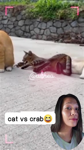 cat vs crab #funnyreelsvideo #facebookviral #funnyreels #funnyvideos #trend #funny #cat #animallover #animals | Althea C. Candelario