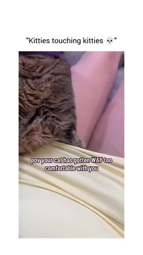 RoseMarie (@rosemarieeisel37)’s video of Kitties