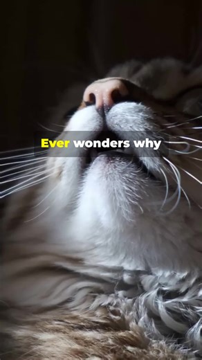 Exploring the Anatomy of Cats: Why So Many Bones?