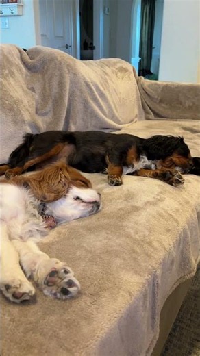 Willow and Wrigley napping peacefully side by side