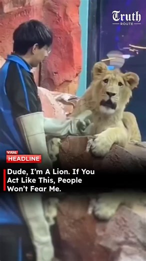 Truth Route News on Instagram: "A young lion casually plays with a handler’s gloved hand through a barrier, batting at it like it’s a toy string. No aggression. No roar. Just pure feline energy. For a moment, the king of the jungle forgets he’s supposed to be terrifying and acts exactly like an oversized house cat. Soft paws. Curious eyes. Playful taps. Big body. Cat software. Cinematic realism, zoo enclosure setting, natural lighting, shallow depth of field, expressive eyes, playful body langua