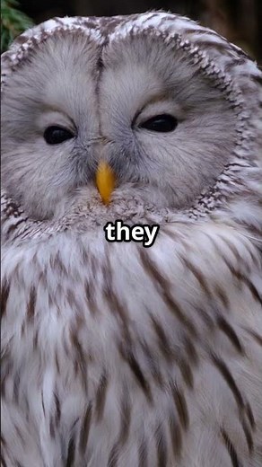 Mind-Blowing Snowy Owl Facts You Didn't Know! #snowyowl #birds #animalfacts