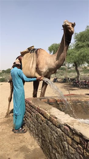 Challenges of Collecting Drinking Water in the Sahara Desert