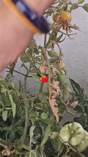 Lal tamter🍅🤗#nature #organic #garden #vegetables #diy #youtubeshorts