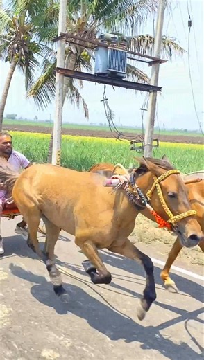 Ghoda gadi race Kolhapur ❤️‍🔥🤙🏻 | घोडा गाडी । घोडा गाडी प्रेमी कोल्हापूर । #shorts.