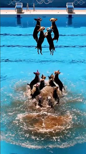 Chihuahuas do synchronised swimming with poop #dog #swimming #synchronizedswimming