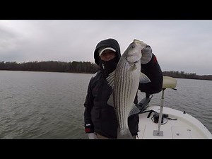 Striper fishing Kerr Lake