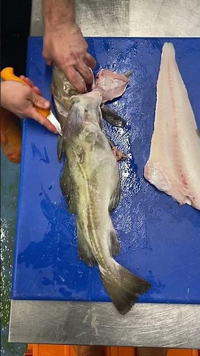 How To Fillet Cod: Beginners Tutorial