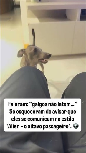 A vida com um galgo