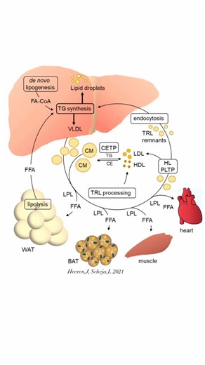 @biochemistry_nutrition_medlab on Instagram‎: "The liver as a central organ of lipoprotein metabolism.The liver internalizes lipids from the circulation including FFA released from WAT,TRL remnants & cholesterol esters from HDL.The fatty acids entering the hepatocytes together with fatty acids derived from de novo lipogenesis are used for the synthesis of triglycerides and other complex lipids. The triglycerides are in part stored in lipid droplets & in part used for the assembly of VLDL that ar