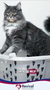 How to Vaccinate Your Cat Safely with Dr. Greer