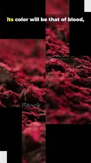 Sahih al bukhari 237 short #hadees #facts #deensayings #muslimscholar