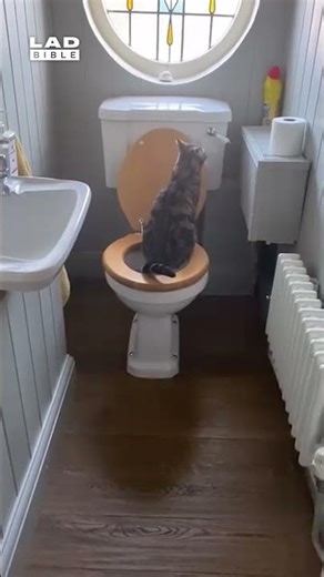 We caught our cat using the human toilet 🤣😲 (🎥: ViralHog)