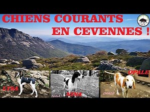 Chasse aux sangliers : A ne pas louper : Spécial chiens courants /fermes/lancés