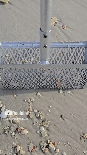 508K views · 6.1K reactions | Let's rake the surf for seashells. #florida #travel #seashell #nature #adventure #beachvibes #lifestyle #beautiful #explore | Beach Bummin Dad | Facebook