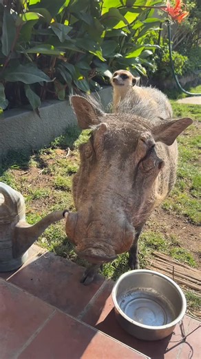 𝐑𝐔𝐁𝐄𝐍 𝐋𝐀𝐌𝐁𝐑𝐄𝐂𝐇𝐓𝐒 on Instagram: "The real life lion king casts members. Hakuna Matata 🐗🦦 🦦: Jerry 🐗: Betsie #hakunamatata #lionking #animals #timone #pumba"