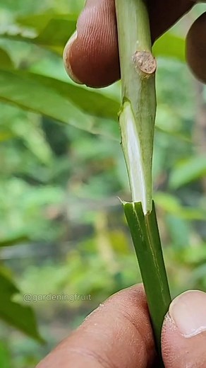propagation mango tree by grafting EP289 #gardening #diy #fyp #graftingtechniques