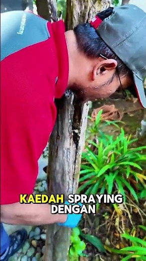 Garden Termite Prevention #PestControl #Termite #Rentokil #semutputih #anaianai