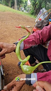 4.3M views · 11K reactions | Keahlian tangan membuat uler KOBRA SANCA | JAJAN Ranger | Facebook