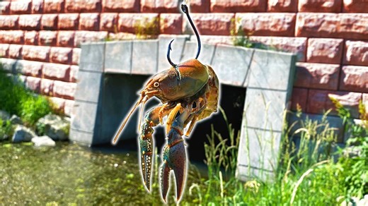 Fishing with a giant crawfish proves best bait ever
