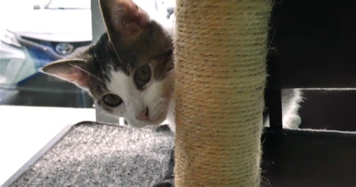 No 'kitten' around: Kentucky Theatre hosting Cat Video Fest this weekend