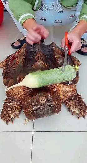 Prince turtle on TikTok