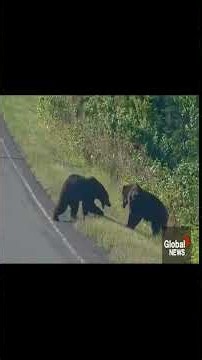 Bear vs Bear: The Ultimate Grizzly Fight | #mma #animals #ufc