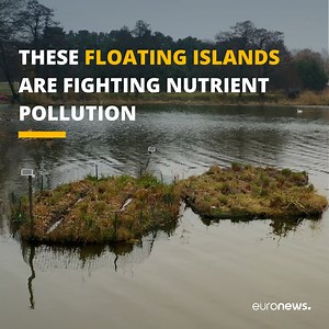 Too many nutrients can actually be a bad thing for lagoons in the southern Baltic. But floating islands are coming to the rescue. Watch in full: https://bit.ly/3zoOswK #SmartRegions w/ Europe in my region | Euronews English
