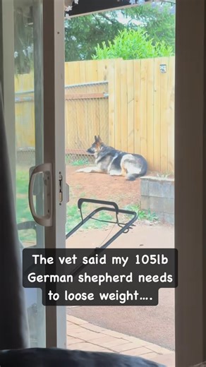 He is a VERY LARGE DOG!! #fblifestyle #germanshepherd #germanshepherdsofinstagram #germanshepherdpuppy #gsd #gsdpuppy #reels #reelsfacebook | Cute Animals