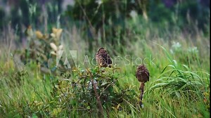 Two Burrowing Owls Athene cunicularia in nature