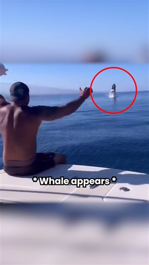 Hans Kang on Instagram: "Aquaman In Real Life 🐋 Watch what happens when this man blows a shell in the middle of the ocean It may look like magic, but this is how it really works. You see, whales live in a world ruled by sound. Underwater, sound travels almost four times faster than in air. Their deep calls are louder than a jet engine and carry for hundreds of miles. Now here’s the wild part: a conch shell works like a natural trumpet. Its spiral design amplifies air into a low, booming blast t