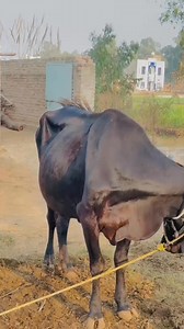 15K views · 695 reactions | Khaity App: Aap Ki Fasal Ka AI Muhafiz! Abhi Khaity app download karain or apni farming ko smart aur easy banain: https://play.google.com/store/apps/details?id=com.khaity.khaity&pcampaignid=web_share @khaity | Atif Mahmood | Facebook