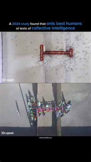 Ignit.ai on Instagram: "2024 study in PNAS showed that groups of ants (Crazy Ants) outperformed humans in solving a spatial puzzle (moving a T-shaped object through a maze), demonstrating superior "emergent collective intelligence," as ants retained group memory. Follow Ignit ai for more ai updates."