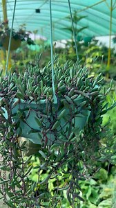 Othonna capensis Ruby necklace succulent commonly known as string of rubies or string of pickles in a hanging pot in greenhouse Stock Video