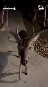 60K views · 727 reactions | Oh deer... Hope there's enough for everybody! 歷殺 | The Pet Collective | Facebook