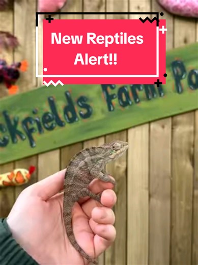🐍Meet some of our latest arrivals🦎 that have moved into our brand new reptile room🐸 New To 2026!!!!! #New #reptiles #farm #2026 #fyp