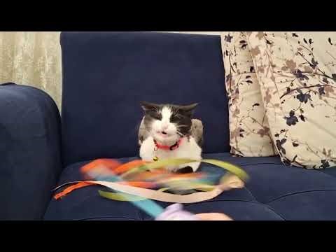 😸 Naughty cat playtime adventures Compilation | snoring and purring cutely🐾💖