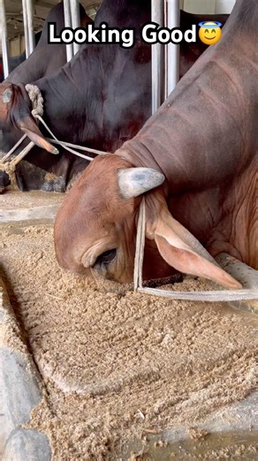The cow is having fun eating with its nose down.