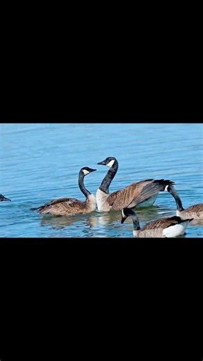 Canada Geese Courtship Ritual and mating #birdscourtship #birdsmating #canadageese #geesemating