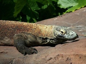 Dragons at the zoo: North Carolina Zoo to begin preparing home for Komodo dragons