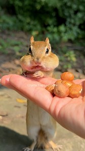 57K views · 1.6K reactions | Too easy. #charliethechipmunk #animals #wildlife #funny #comedy #cute #lol #smart #math #cuteanimals #reelschallenge #facebookpost #fbreels #facebookreels | Charlie The Chipmunk | Facebook