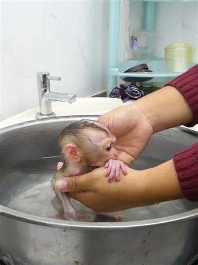 Cute Baby Monkey Bom's #babymonkey #monkey #bom's | Mr Bon