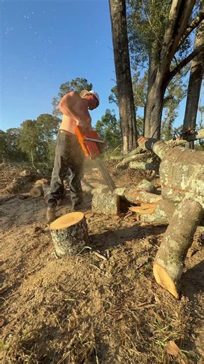 Hand splitting Water Oak Red Oak 8lb #firewood #oak #fyp #husqvarna #louisiana